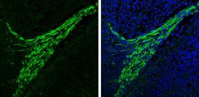 Immunohistochemistry-Frozen: alpha-Synuclein Antibody [NBP2-15365]