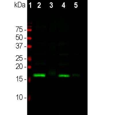 Western Blot: alpha-Synuclein Antibody [NBP2-25146]