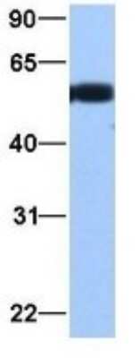 Western Blot: alpha Tubulin 3c Antibody [NBP1-53026]