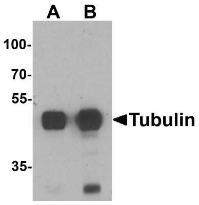 Western Blot: alpha Tubulin 3c AntibodyBSA Free [NBP2-81701]