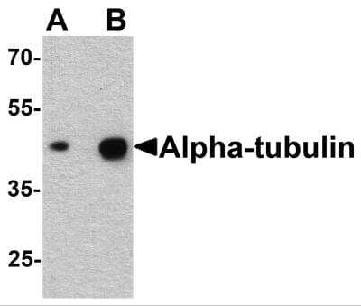 Western Blot: alpha Tubulin 3c AntibodyBSA Free [NBP2-81702]