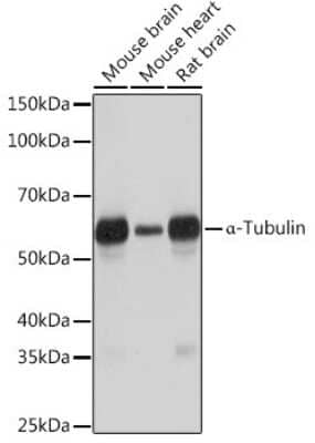 Western Blot: alpha Tubulin 4a Antibody (3P2D9) [NBP3-16646]