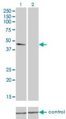 Western Blot: alpha Tubulin 4a Antibody (2E11) [H00007277-M01]