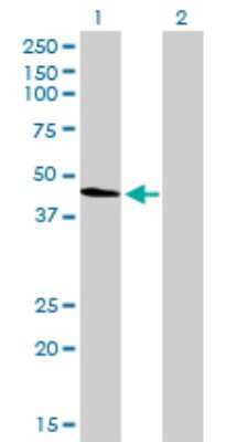 Western Blot: alpha Tubulin 4a Antibody (2E11) [H00007277-M01]