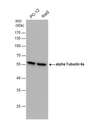 Western Blot: alpha Tubulin 4a Antibody [NBP2-21604]