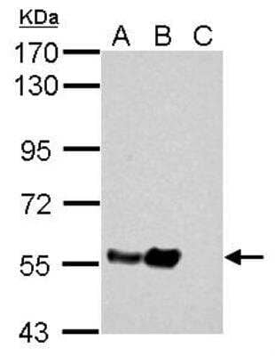 Western Blot: alpha Tubulin 4a Antibody [NBP2-21604]