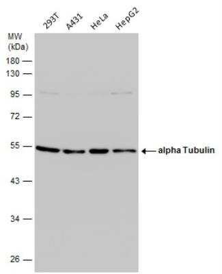 Western Blot: alpha Tubulin 4a Antibody [NBP2-21604]