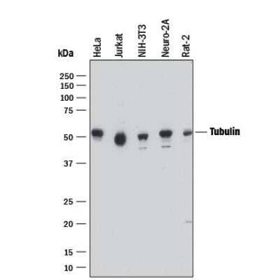 Western Blot: alpha Tubulin Antibody (961258) [MAB93441]