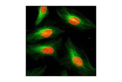Immunocytochemistry/ Immunofluorescence: alpha Tubulin Antibody (DM1A) - Azide and BSA Free [NBP2-80570]