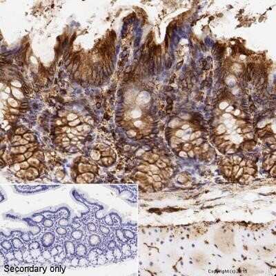 Immunohistochemistry-Paraffin: alpha Tubulin Antibody (DM1A) - Azide and BSA Free [NBP2-80570]