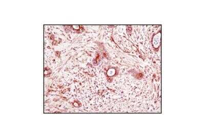 Immunohistochemistry-Paraffin: alpha Tubulin Antibody (DM1A) - Azide and BSA Free [NBP2-80570]