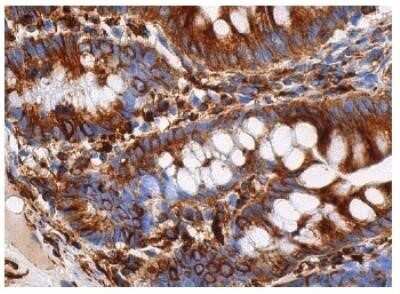 Immunohistochemistry-Paraffin: alpha Tubulin Antibody (DM1A) - Azide and BSA Free [NBP2-80570]