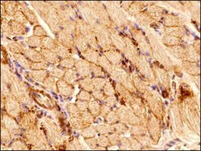 Immunohistochemistry-Paraffin: alpha Tubulin Antibody (DM1A) - Azide and BSA Free [NBP2-80570]