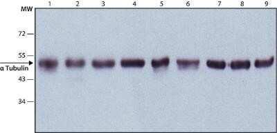 Western Blot: alpha Tubulin Antibody (DM1A)Azide and BSA Free [NBP2-80570]