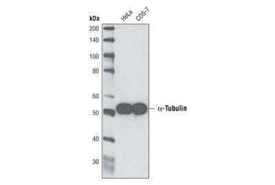 Western Blot: alpha Tubulin Antibody (DM1A)Azide and BSA Free [NBP2-80570]