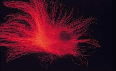 Immunocytochemistry/ Immunofluorescence: alpha Tubulin Antibody (DM1A) - BSA Free [NB100-690]