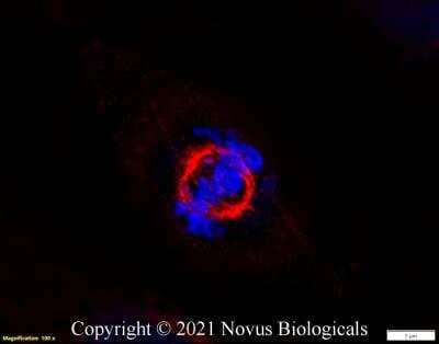 Immunocytochemistry/ Immunofluorescence: alpha Tubulin Antibody (DM1A) - BSA Free [NB100-690]