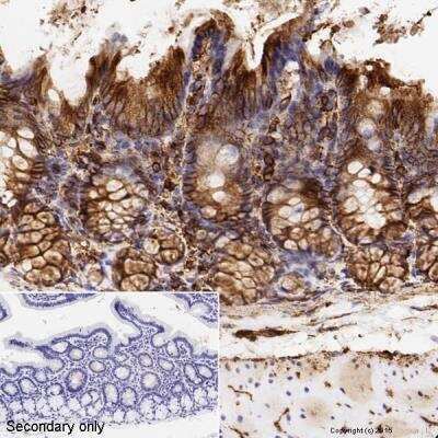 Immunohistochemistry: alpha Tubulin Antibody (DM1A) - BSA Free [NB100-690]