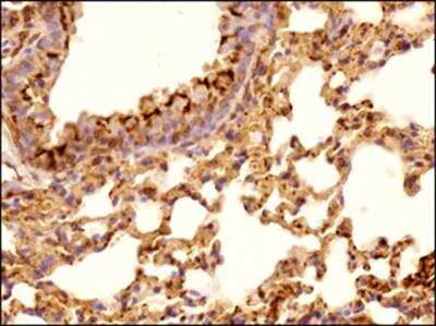 Immunohistochemistry-Paraffin: alpha Tubulin Antibody (DM1A) - BSA Free [NB100-690]