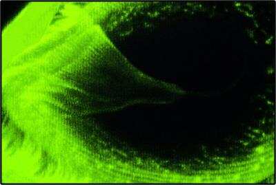 Immunomicroscopy: alpha Tubulin Antibody (DM1A) - BSA Free [NB100-690]