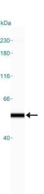 Simple Western: alpha Tubulin Antibody (DM1A)BSA Free [NB100-690]