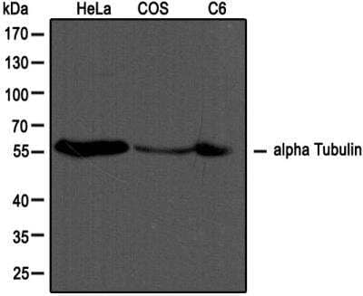 Western Blot: alpha Tubulin Antibody (DM1A)BSA Free [NB100-690]