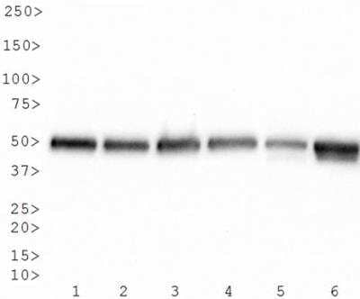 Western Blot: alpha Tubulin Antibody (DM1A)BSA Free [NB100-690]