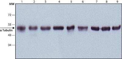 Western Blot: alpha Tubulin Antibody (DM1A)BSA Free [NB100-690]