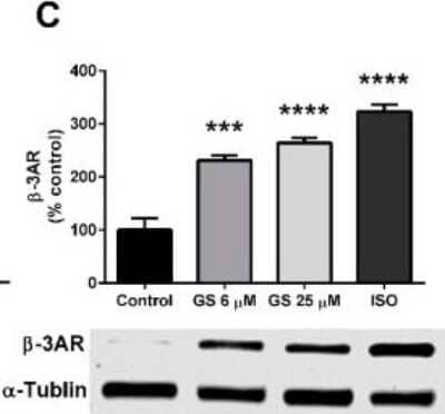Western Blot: alpha Tubulin Antibody (DM1A)BSA Free [NB100-690]