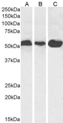 Western Blot: alpha Tubulin Antibody (F2C)ChimericAzide and BSA Free [NBP3-09006]