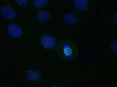 Immunocytochemistry/ Immunofluorescence: alpha Tubulin Antibody (YL1/2) - Azide and BSA Free [NBP2-80571]
