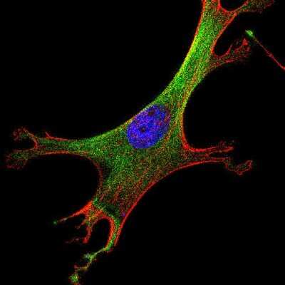 Immunocytochemistry/ Immunofluorescence: alpha Tubulin Antibody (YL1/2) - BSA Free [NB600-506]