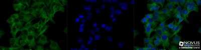 Immunocytochemistry/ Immunofluorescence: alpha Tubulin Antibody (YL1/2) - BSA Free [NB600-506]