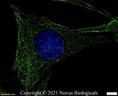 Immunocytochemistry/ Immunofluorescence: alpha Tubulin Antibody (YL1/2) - BSA Free [NB600-506]