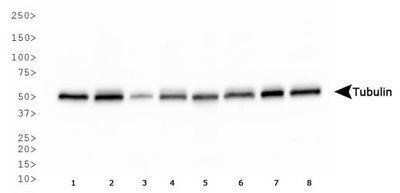 Western Blot: alpha Tubulin Antibody (YL1/2)BSA Free [NB600-506]
