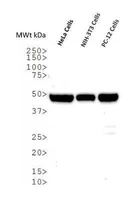 Western Blot: alpha Tubulin Antibody (YL1/2)BSA Free [NB600-506]