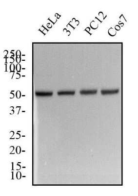 Western Blot: alpha Tubulin Antibody (YL1/2)BSA Free [NB600-506]