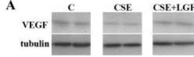 Western Blot: alpha Tubulin Antibody (YL1/2)BSA Free [NB600-506]