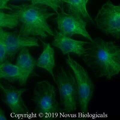 Immunocytochemistry/ Immunofluorescence: alpha Tubulin Antibody (YOL1/34) - Azide and BSA Free [NBP2-80569]