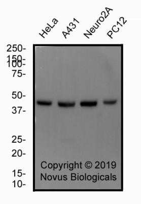 Western Blot: alpha Tubulin Antibody (YOL1/34)Azide and BSA Free [NBP2-80569]