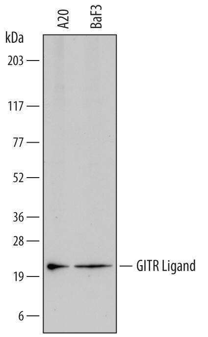 Detection of Mouse GITR Ligand/TNFSF18 by Western Blot. Detection of Mouse GITR Ligand/TNFSF18 antibody by Western Blot.
