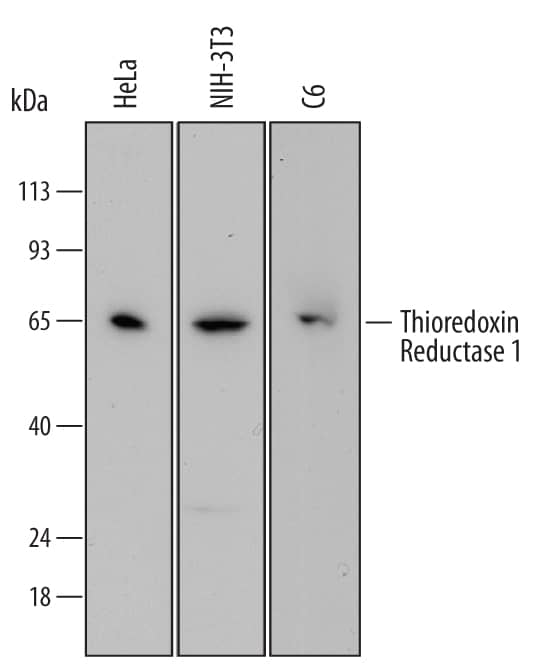 Detection of Human, Mouse, and Rat Thioredoxin Reductase 1/TRXR1 antibody by Western Blot.