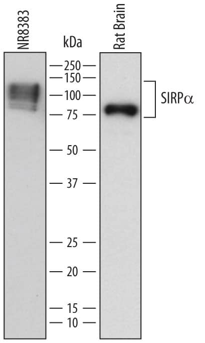 Detection of Rat SIRPa/CD172a antibody by Western Blot.