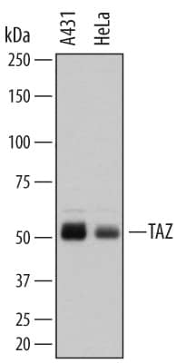 Detection of Human TAZ/WWTR1 antibody by Western Blot.