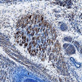 TGF-beta 2 antibody in Mouse Embryo by Immunohistochemistry (IHC-Fr).