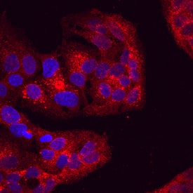 Attractin antibody in HepG2 Human Cell Line by Immunocytochemistry (ICC).