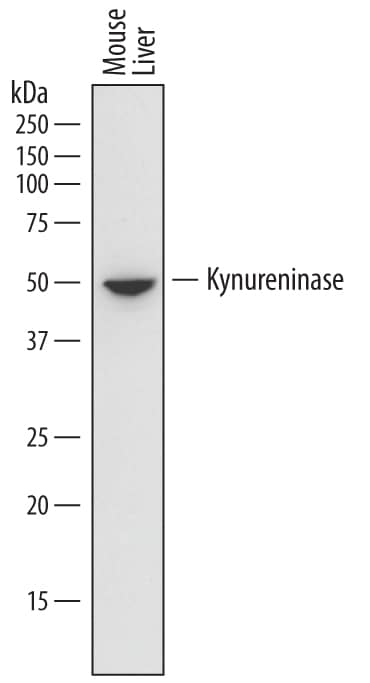 Detection of Mouse Kynureninase antibody by Western Blot.