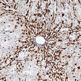 Kynureninase antibody in Mouse Liver by Immunohistochemistry (IHC-Fr).