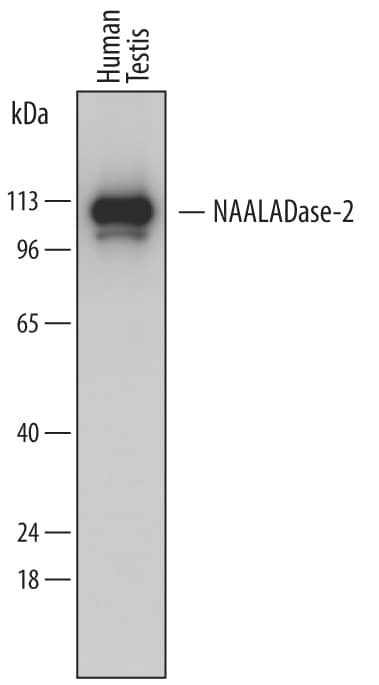 Detection of Human NAALADase-2/NAALAD2 antibody by Western Blot.