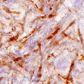 Caspr1 antibody in Human Brain by Immunohistochemistry (IHC-P).